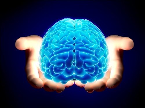 Những sự thật thú vị về bộ não